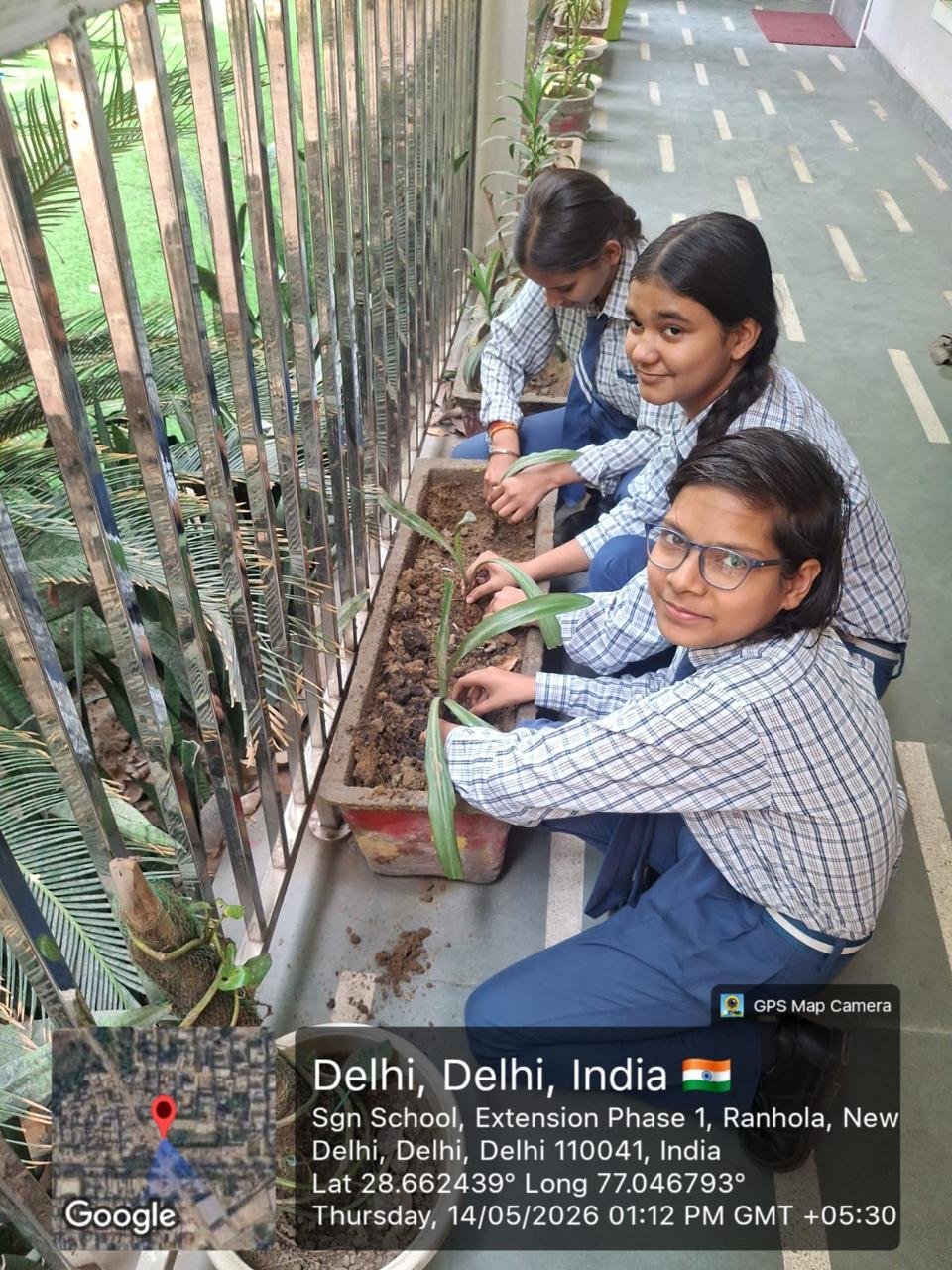 Tree Plantation